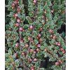 cotoneaster atropurpureus variegatus 2