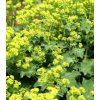 Alchemilla vulgaris