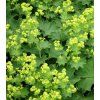 Alchemilla vulgaris 2