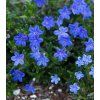 Lithodora diffusa 'Grace Ward'