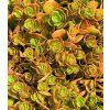 sedum coral reef 1