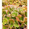 sedum coral reef