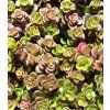 sedum coral reef 2