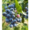 vaccinium corymbosum denise blue 1
