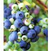 vaccinium corymbosum denise blue 2