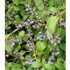 vaccinium corymbosum denise blue 4