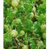 Ribes 'Hinnonmäki Grön'