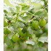Ribes 'Hinnonmäki Grön' 2