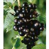 Ribes nigrum titania 1