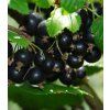 Ribes nigrum titania 2