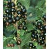 Ribes nigrum titania