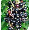Ribes nigrum titania 3