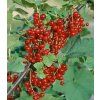 Ribes rubrum Jonkheer van tets2