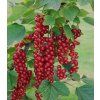 Ribes rubrum Jonkheer van tets
