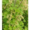 Ribes rubrum Jonkheer van tets1