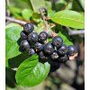 Aronia Nero