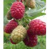 Rubus idaeus 'Polka'