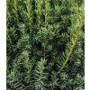 taxus x media hillii 2