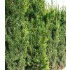 taxus x media hillii 1