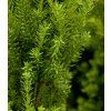 taxus x media hillii