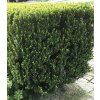 taxus x media hillii 3