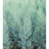 Cupressus arizonica 'Fastigiata' T3