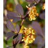 Berberis ottawensis 'Superba' 1