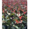 photinia 9X9