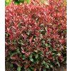 Photinia fraseri 'Carré Rouge' 5