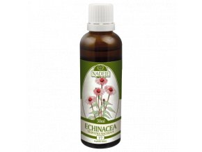Echinacea