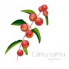 camu camu 510x510