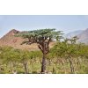 Frankincense Trees Boswellia 510x341