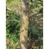74 4 terminalia arjuna 1