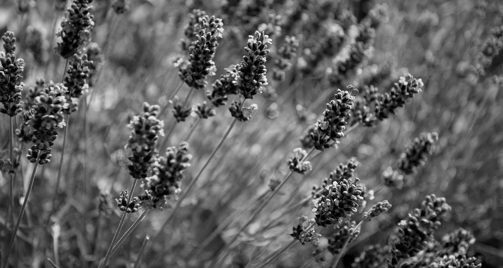 Levanduľa black