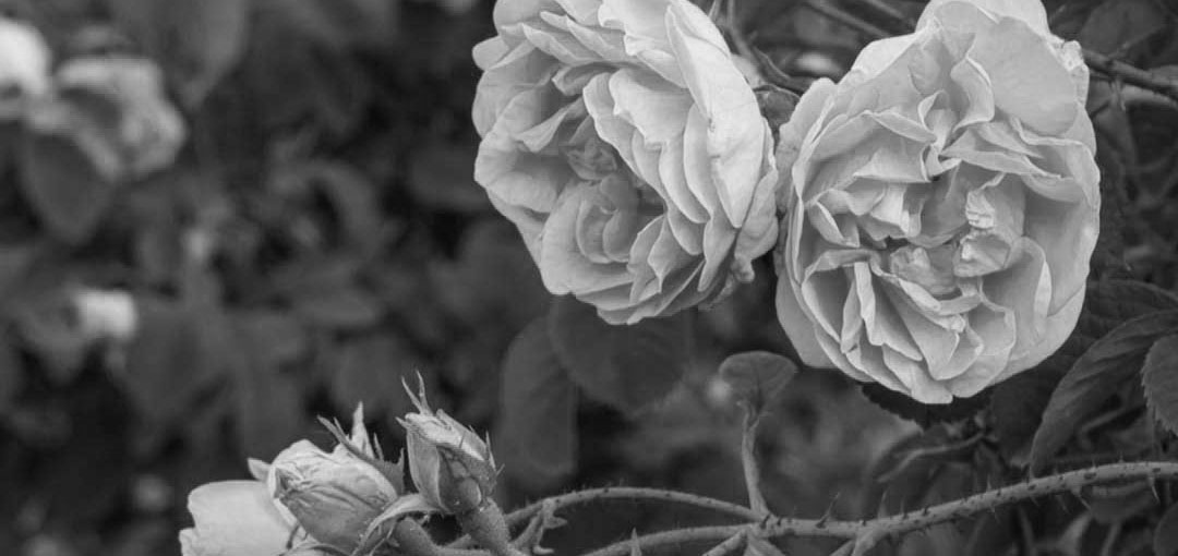 Ruža - Rosa Damascena black