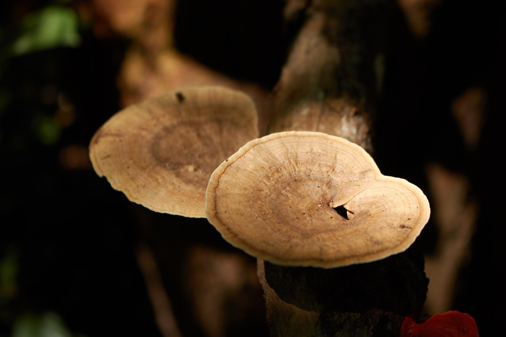 Gljiva reishi: Nuspojave i sve važne informacije