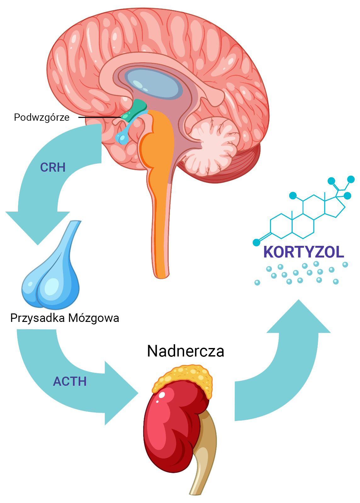 proces_pl