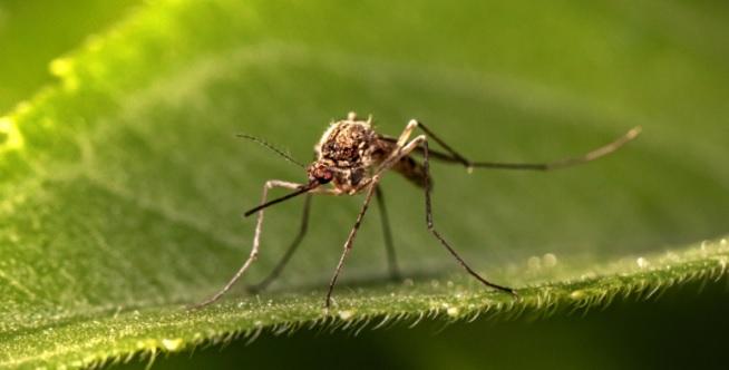 Domáce prírodné repelenty proti komárom a ďalšiemu hmyzu