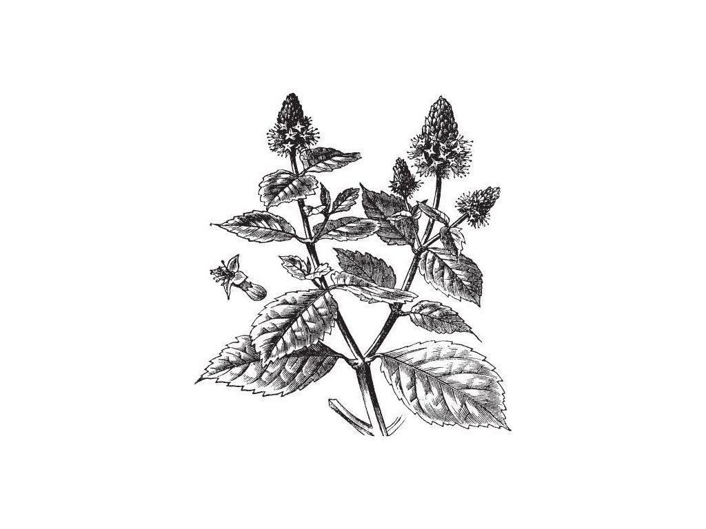 Pačuli olej 100% Alteya Organics 5 ml regeneračný