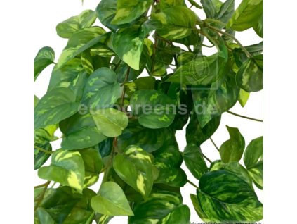 umela kytka zavesna pothos