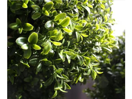 umely buxus vetvicka detailni foto
