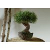 umělá bonsaj Reo - menší roztomilý stromek 30 cm