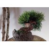 umělá bonsaj Reo - menší roztomilý stromek 30 cm