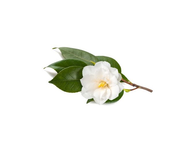 camellia 35347927 s