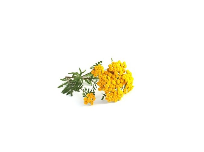 tansy tanacetum vulgare main value 260nw 706900231
