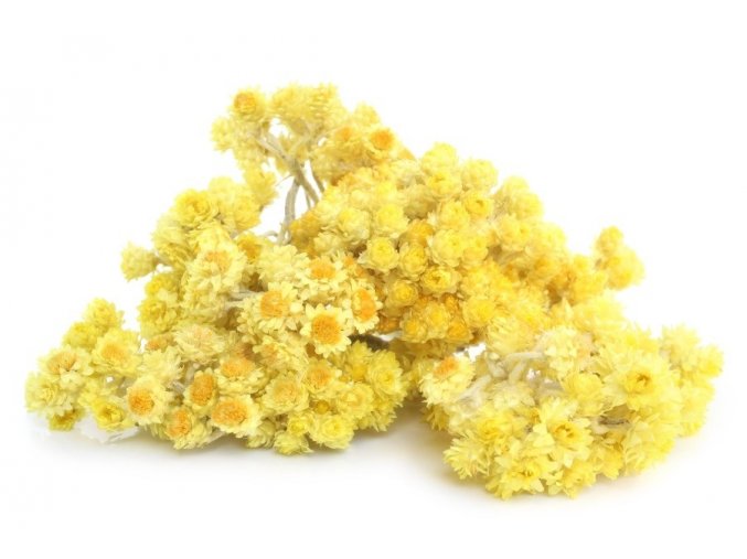 helichrysum