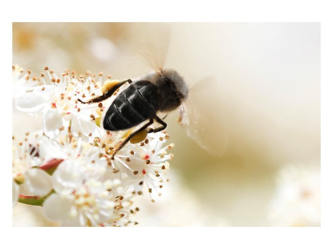 black beeome source