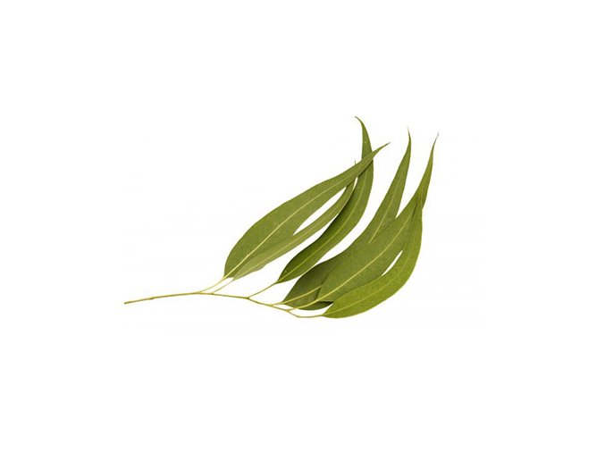 eucalyptus citriodora essential oil