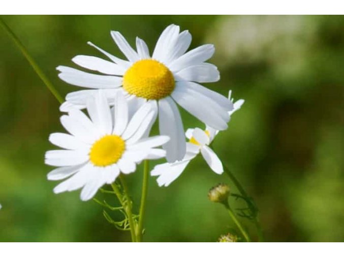 German Chamomile Plant Info