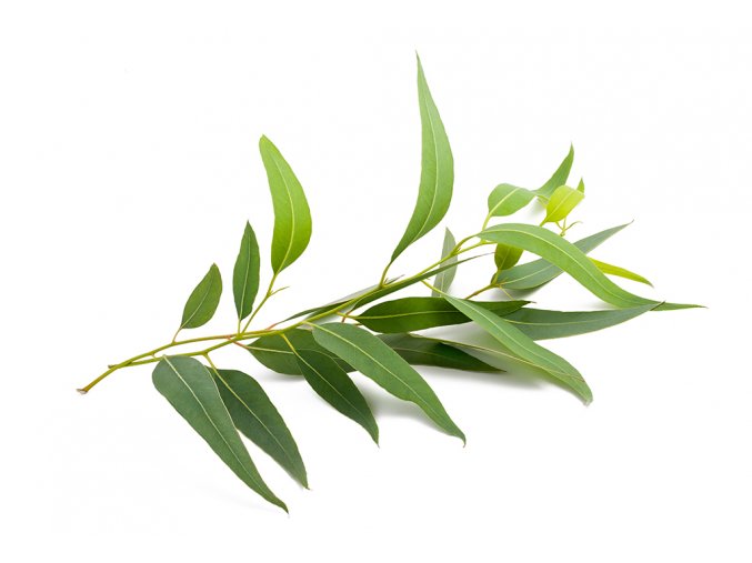 Tea tree